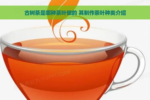 古树茶是哪种茶叶做的 其制作茶叶种类介绍