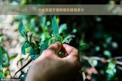 古树茶属于哪种茶价格是多少