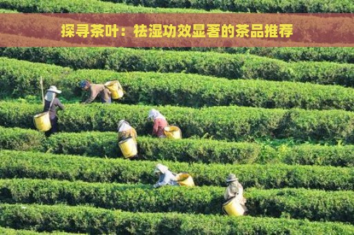 探寻茶叶：祛湿功效显著的茶品推荐