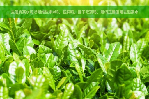 去湿的茶水可以喝维生素B吗，伤肝吗，用于吃药吗，如何正确使用去湿茶水