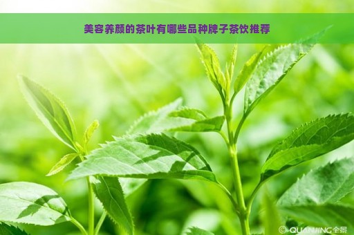 美容养颜的茶叶有哪些品种牌子茶饮推荐