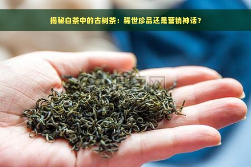 揭秘白茶中的古树茶：稀世珍品还是营销神话？