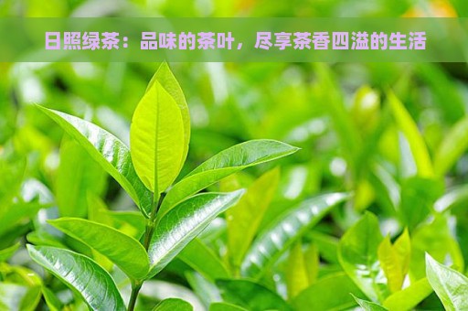 日照绿茶：品味的茶叶，尽享茶香四溢的生活