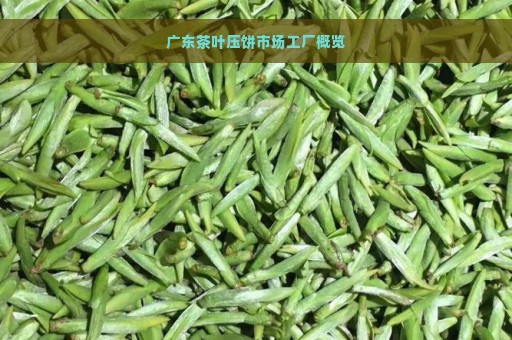 广东茶叶压饼市场工厂概览