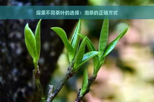 探索不同茶叶的选择：泡茶的正确方式