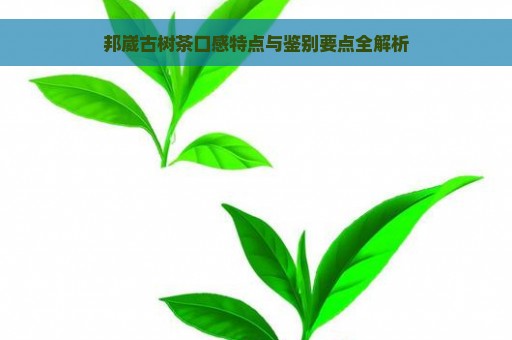 邦崴古树茶口感特点与鉴别要点全解析