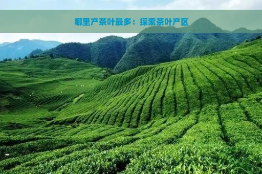 哪里产茶叶最多：探索茶叶产区