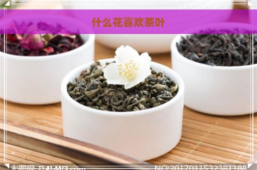 什么花喜欢茶叶