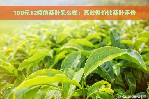 100元12罐的茶叶怎么样：高效性价比茶叶评价