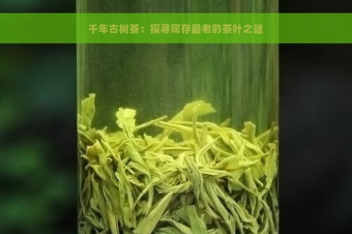 千年古树茶：探寻现存最老的茶叶之谜