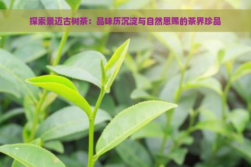 探索景迈古树茶：品味历沉淀与自然恩赐的茶界珍品