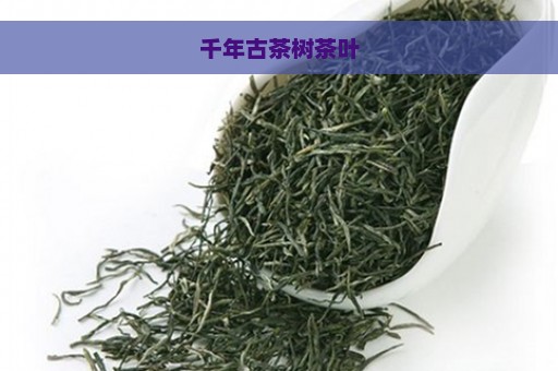 千年古茶树茶叶