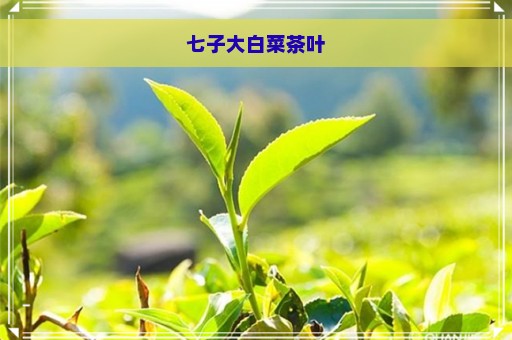 七子大白菜茶叶