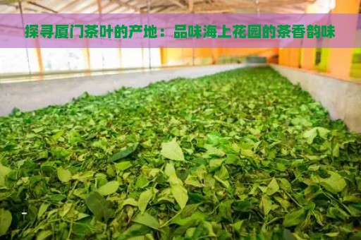 探寻厦门茶叶的产地：品味海上花园的茶香韵味