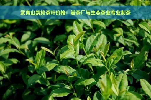 武夷山韵势茶叶价格：岩茶厂与生态茶业专业制茶