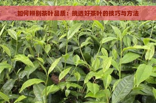 如何辨别茶叶品质：挑选好茶叶的技巧与方法