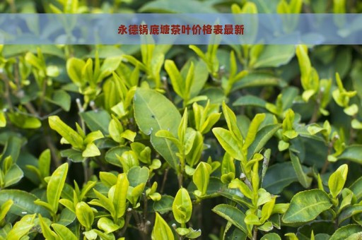 永德锅底塘茶叶价格表最新