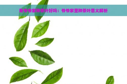 我爷爷家种茶叶好吗：爷爷家里种茶叶意义解析