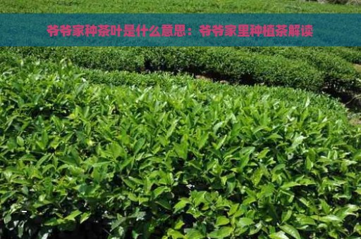 爷爷家种茶叶是什么意思：爷爷家里种植茶解读