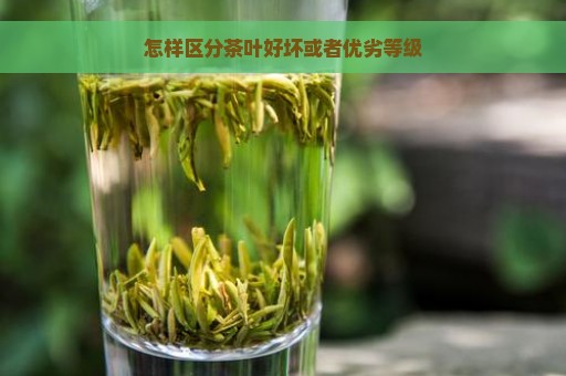 怎样区分茶叶好坏或者优劣等级