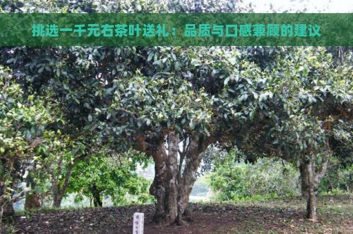 挑选一千元右茶叶送礼：品质与口感兼顾的建议