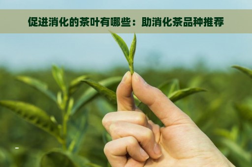 促进消化的茶叶有哪些：助消化茶品种推荐