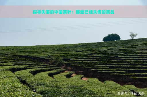 探寻失落的中国茶叶：那些已经失传的茶品