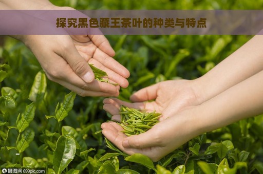 探究黑色藏王茶叶的种类与特点