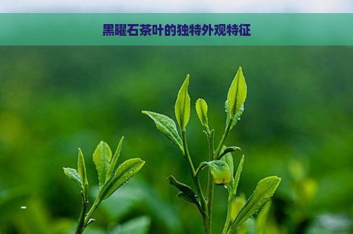 黑曜石茶叶的独特外观特征