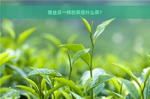 像丝瓜一样的茶是什么茶？