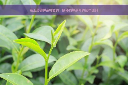 茶王是哪种茶叶做的：探秘顶级茶叶的制作原料