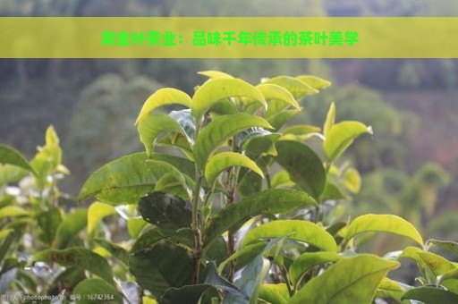 黄金叶茶业：品味千年传承的茶叶美学