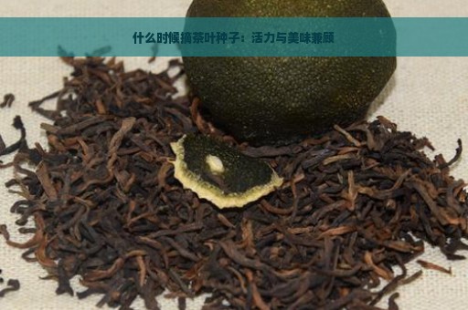 什么时候摘茶叶种子：活力与美味兼顾