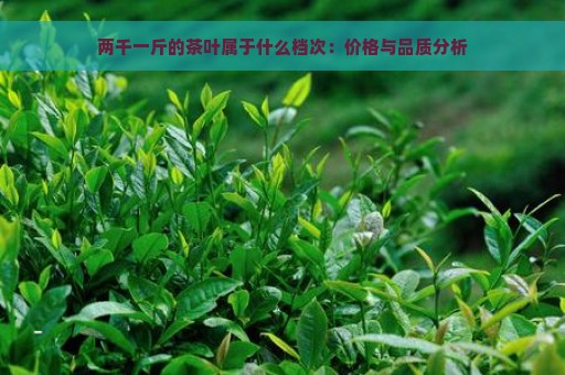 两千一斤的茶叶属于什么档次：价格与品质分析