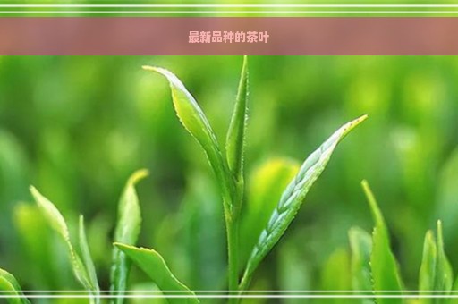 最新品种的茶叶