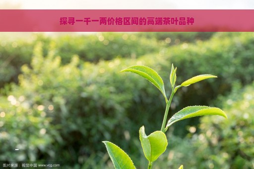 探寻一千一两价格区间的高端茶叶品种