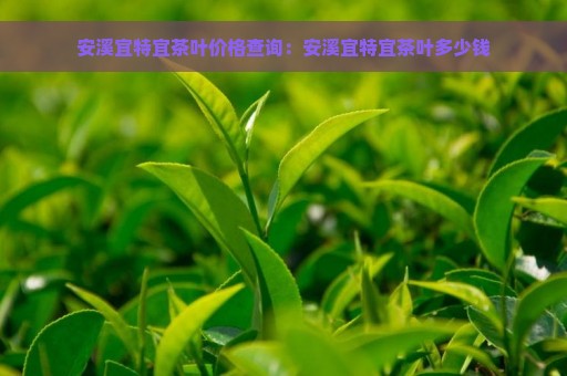 安溪宜特宜茶叶价格查询：安溪宜特宜茶叶多少钱