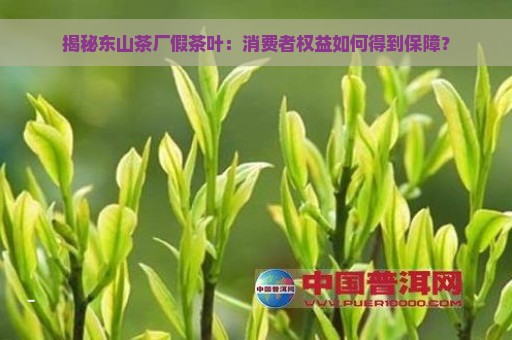 揭秘东山茶厂假茶叶：消费者权益如何得到保障？