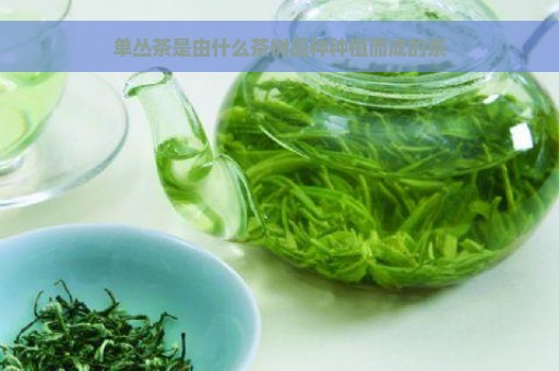 单丛茶是由什么茶树品种种植而成的茶