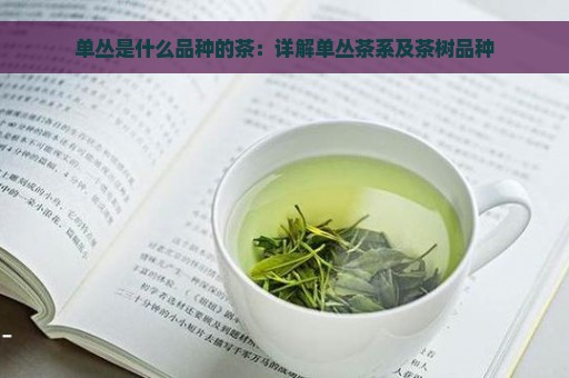 单丛是什么品种的茶：详解单丛茶系及茶树品种