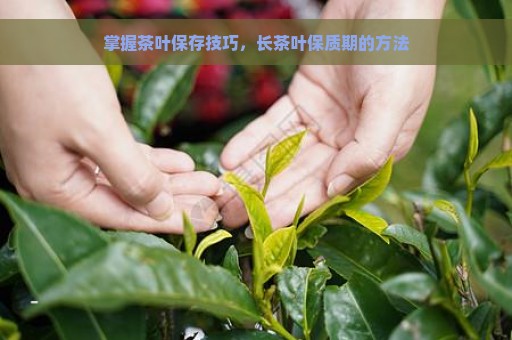 掌握茶叶保存技巧，长茶叶保质期的方法