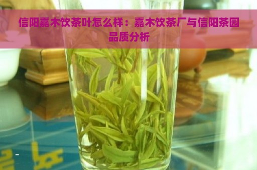 信阳嘉木饮茶叶怎么样：嘉木饮茶厂与信阳茶园品质分析