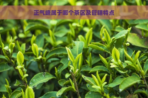 正气塘属于哪个茶区及管辖特点