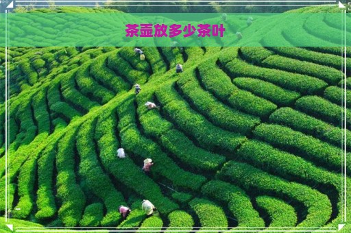 茶壶放多少茶叶