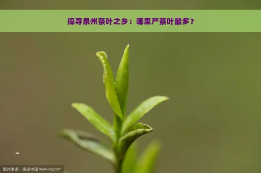 探寻泉州茶叶之乡：哪里产茶叶最多？