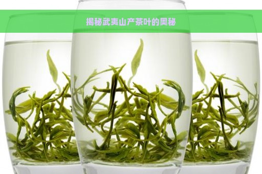 揭秘武夷山产茶叶的奥秘