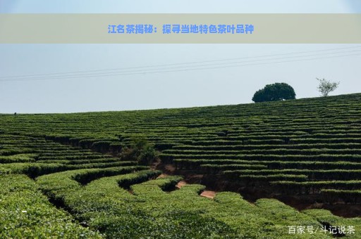 江名茶揭秘：探寻当地特色茶叶品种