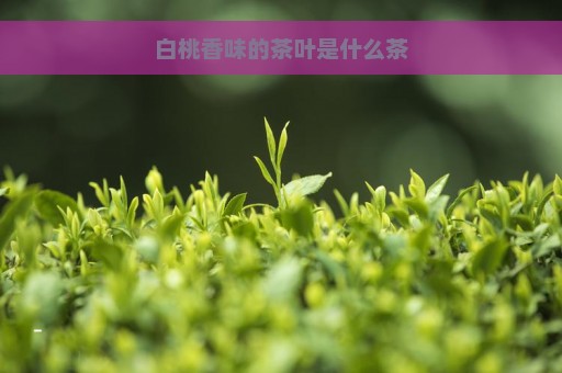 白桃香味的茶叶是什么茶