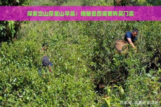 探索岱山摩星山早晨：揭秘是否需要购买门票