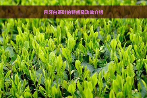 月牙白茶叶的特点及功效介绍